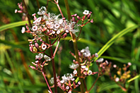 Valeriana dioica Valeriana dioica